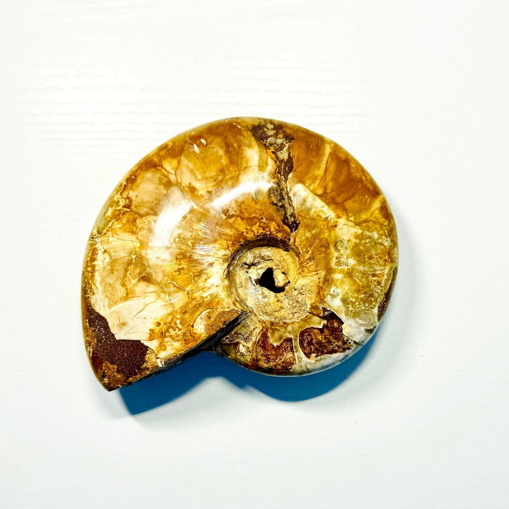 Polished Ammonite Fossils – Sold by the Pound KREATEUR MIAMI