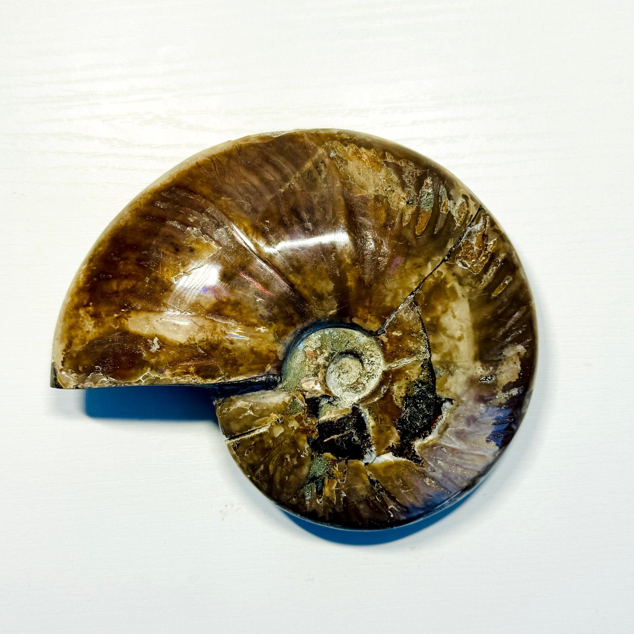 Polished Ammonite Fossils – Sold by the Pound KREATEUR MIAMI