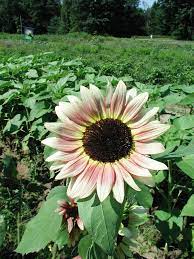 Sunflower Seeds (Strawberry Blonde Sunflower Seeds) - Unique Rose-Tinted Blooms for Gardens organicindiaseeds