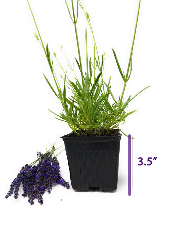 Live Phenomenal Lavender Plant (Lavandula × intermedia) Findlavender.com
