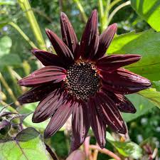Chocolate Cherry Sunflower Seeds – Rich Burgundy Garden Blooms organicindiaseeds