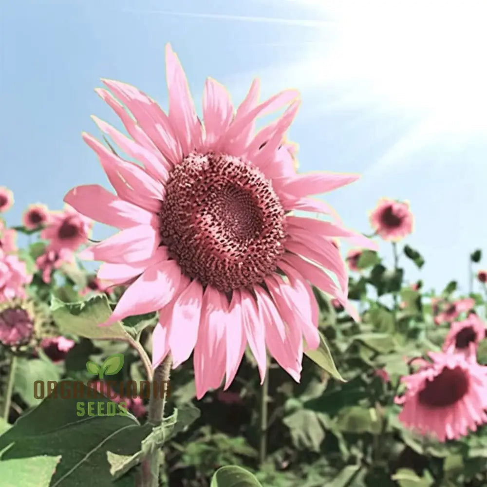 Premium Pink Sunflower Seeds, Vibrant Blooms for Garden Planting Easy to Grow, Attract Pollinators organicindiaseeds