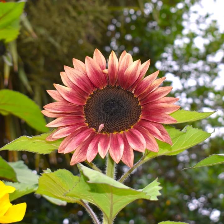 Ruby Passion Sunflower Seeds – Vibrant Red Blooms for Garden Planting organicindiaseeds
