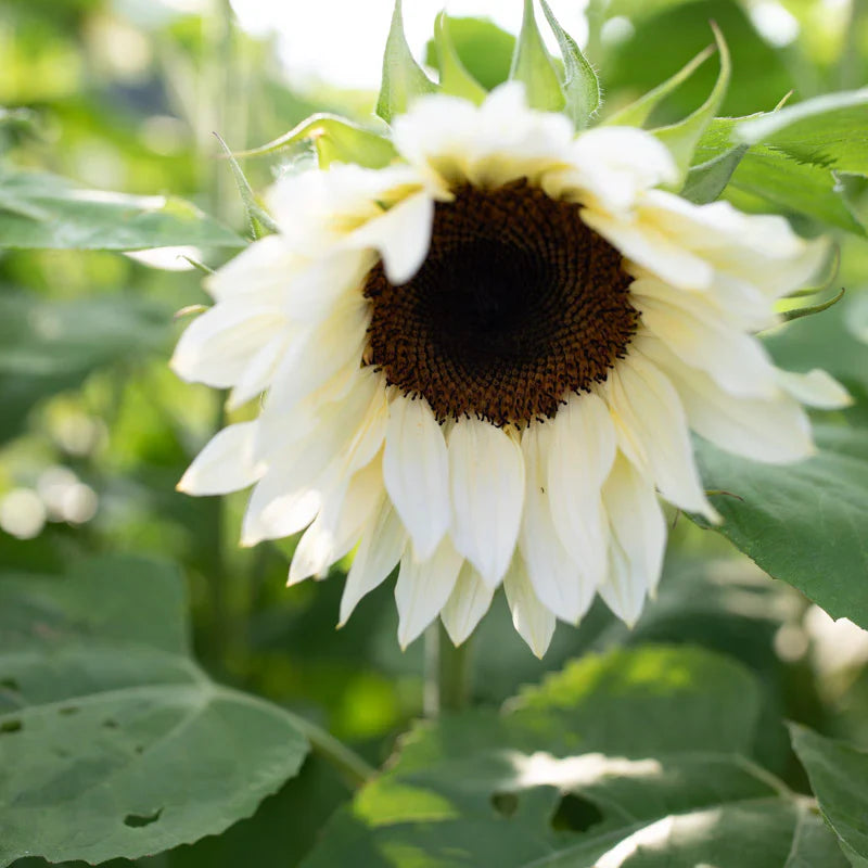 White Sunflower Seeds – Rare Elegant Blooms for Garden Planting organicindiaseeds