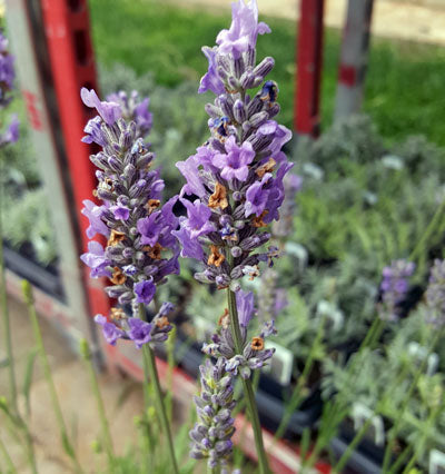 Live Provence Lavender Plant (Lavandula × intermedia) Findlavender.com