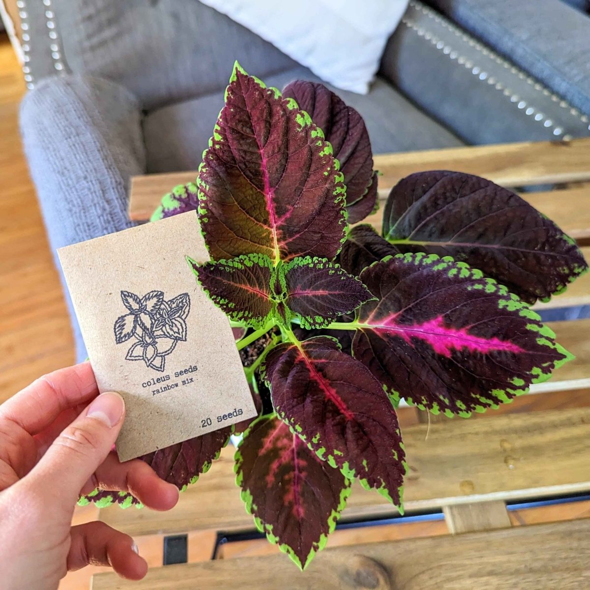 Rainbow Coleus Seeds Plantflix