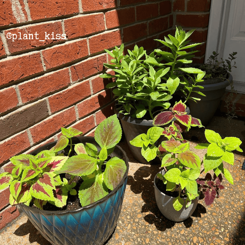 Rainbow Coleus Seeds Plantflix