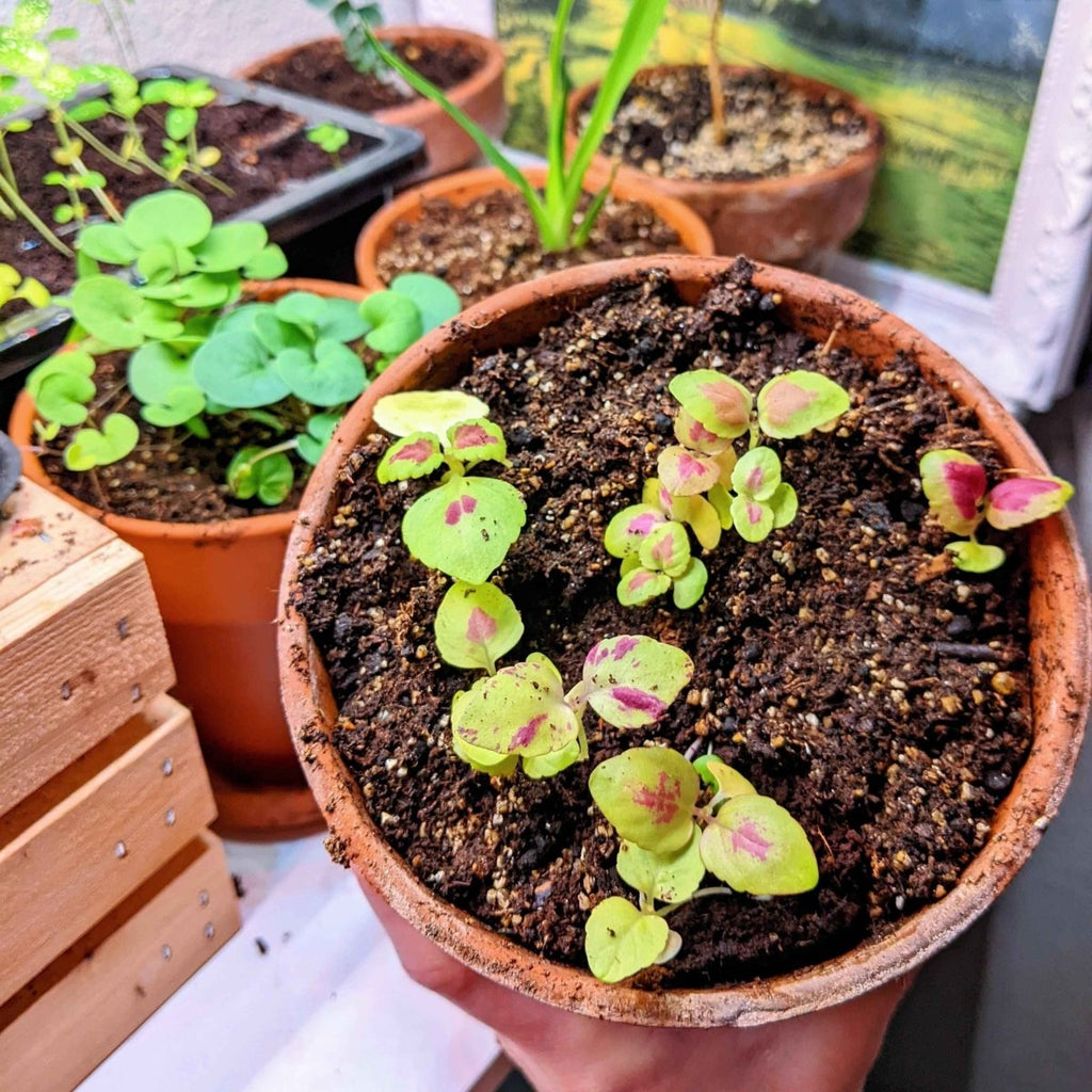 Rainbow Coleus Seeds Plantflix