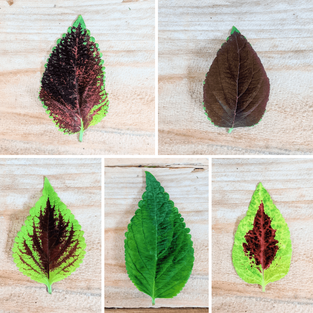 Rainbow Coleus Seeds Plantflix