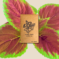 Rainbow Coleus Seeds Plantflix