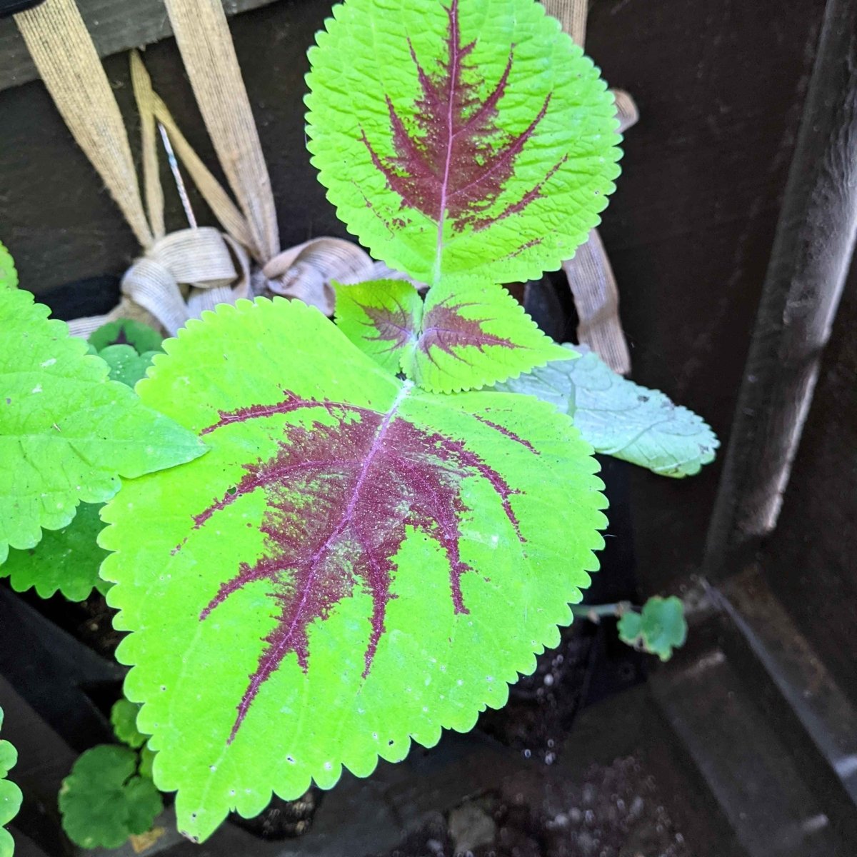 Rainbow Coleus Seeds Plantflix