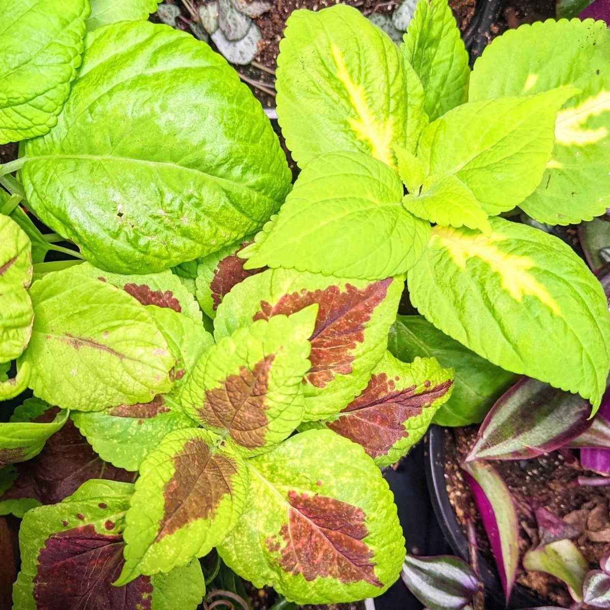 Rainbow Coleus Seeds Plantflix