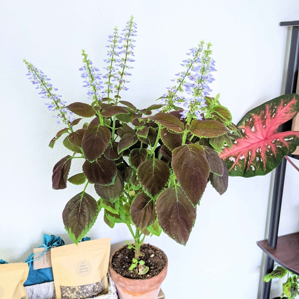 Rainbow Coleus Seeds Plantflix