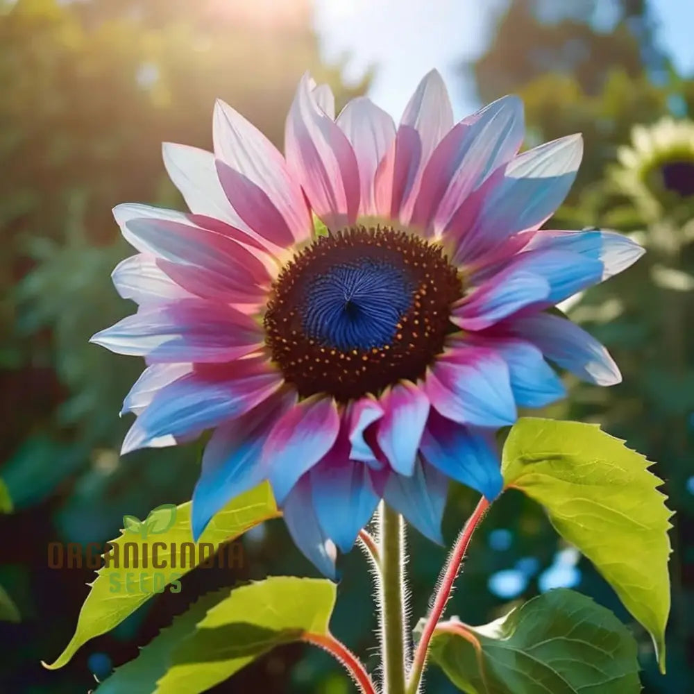 Rare Bright Blue Sunflower Seeds - Unique Blooms for Eye-Catching Garden Displays organicindiaseeds