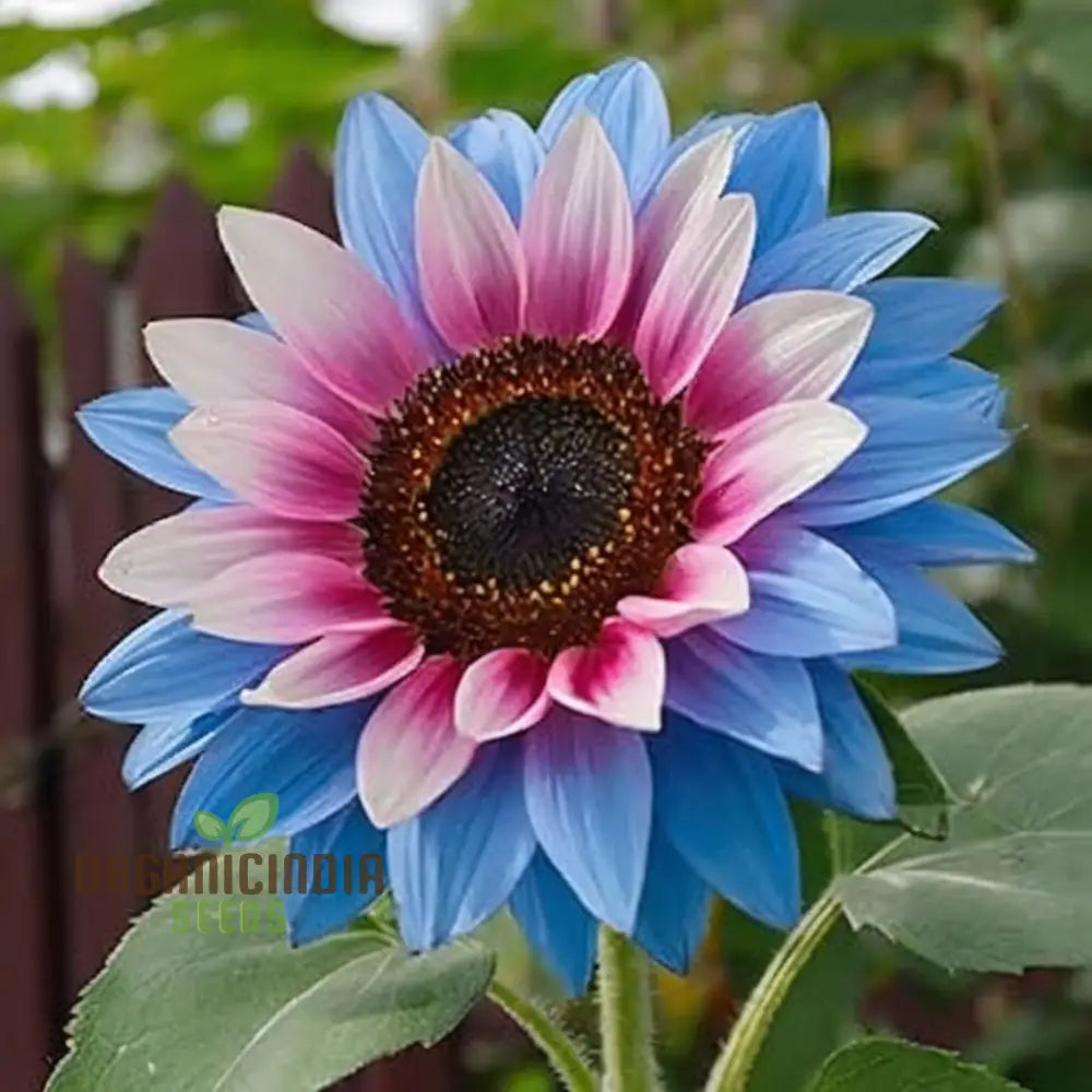 Rare Bright Blue Sunflower Seeds - Unique Blooms for Eye-Catching Garden Displays organicindiaseeds