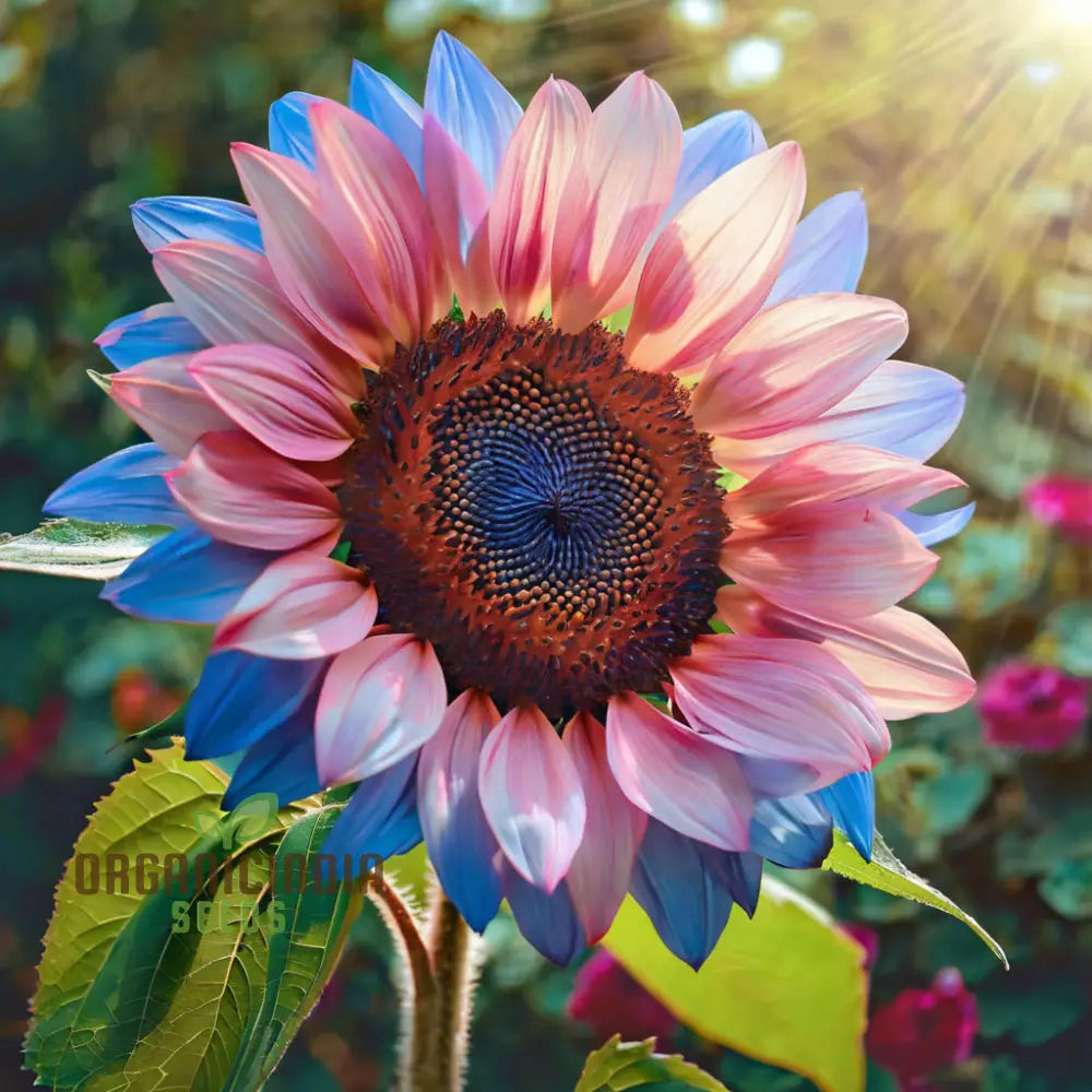 Rare Bright Blue Sunflower Seeds - Unique Blooms for Eye-Catching Garden Displays organicindiaseeds