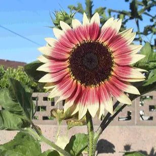 Sunflower Seeds (Strawberry Blonde Sunflower Seeds) - Unique Rose-Tinted Blooms for Gardens organicindiaseeds