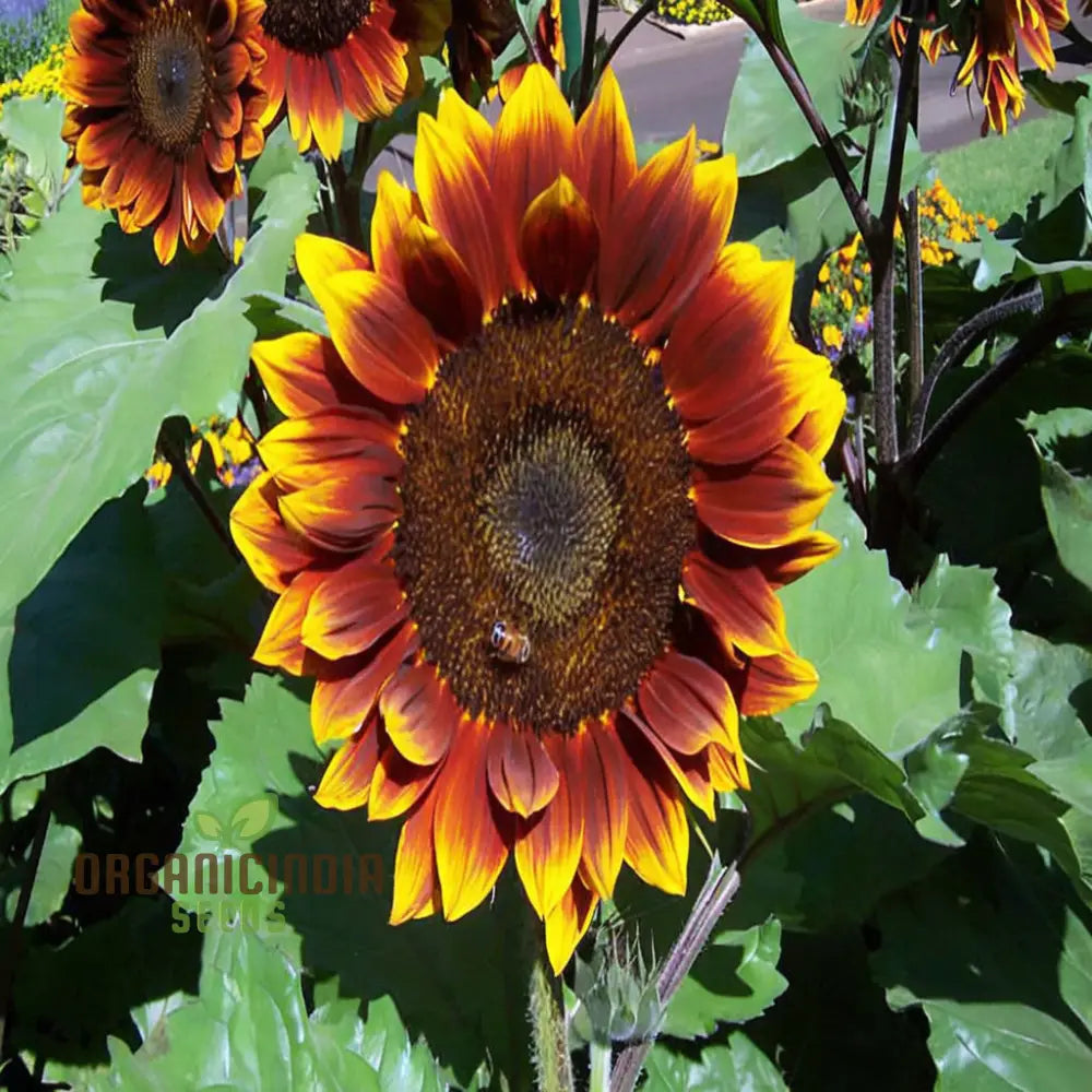 Ruby Passion Sunflower Seeds – Vibrant Red Blooms for Garden Planting organicindiaseeds