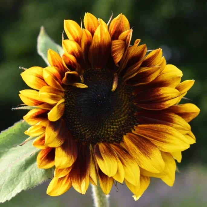 Ruby Passion Sunflower Seeds – Vibrant Red Blooms for Garden Planting organicindiaseeds