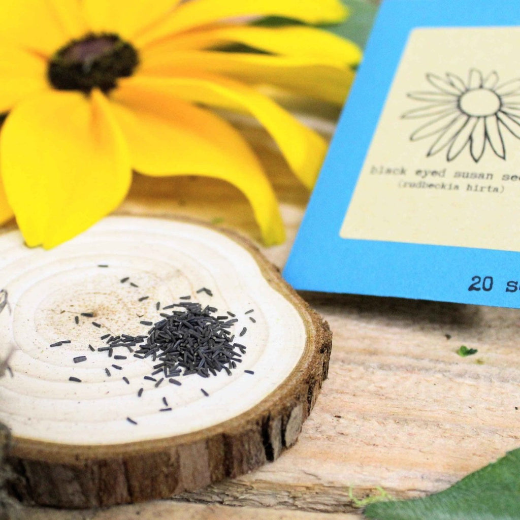Rudbeckia Hirta "Black Eyed Susan" Seeds Plantflix