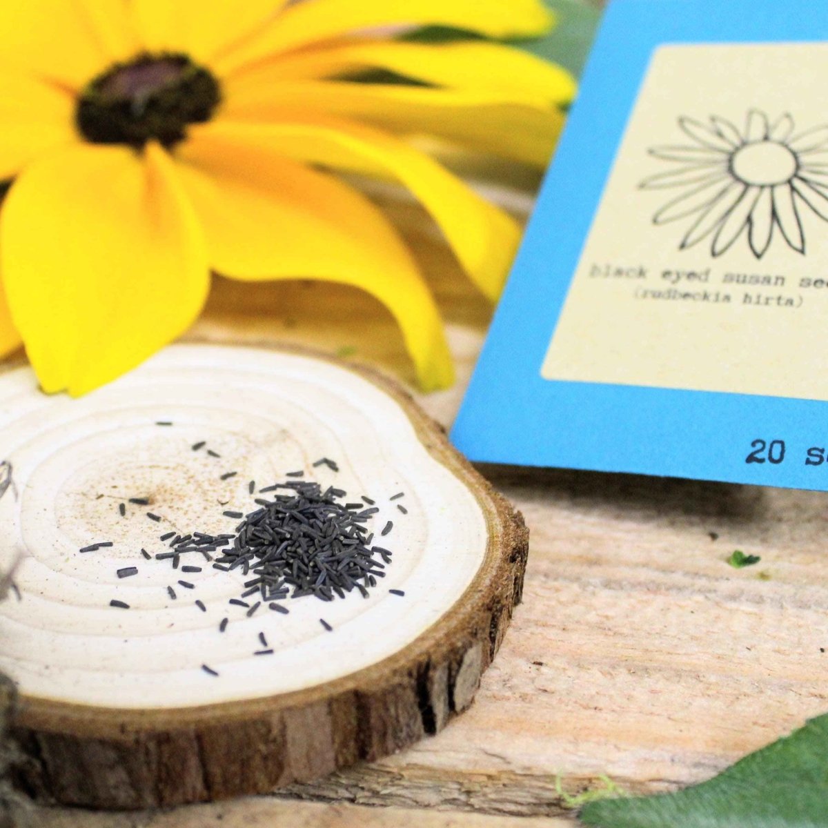Rudbeckia Hirta "Black Eyed Susan" Seeds Plantflix