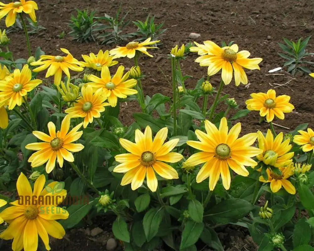 Rudbeckia Prairie Sunflower Seeds for Planting- Grow Bright and Cheerful Prairie Sun Rudbeckia Flowers in Your Garden organicindiaseeds