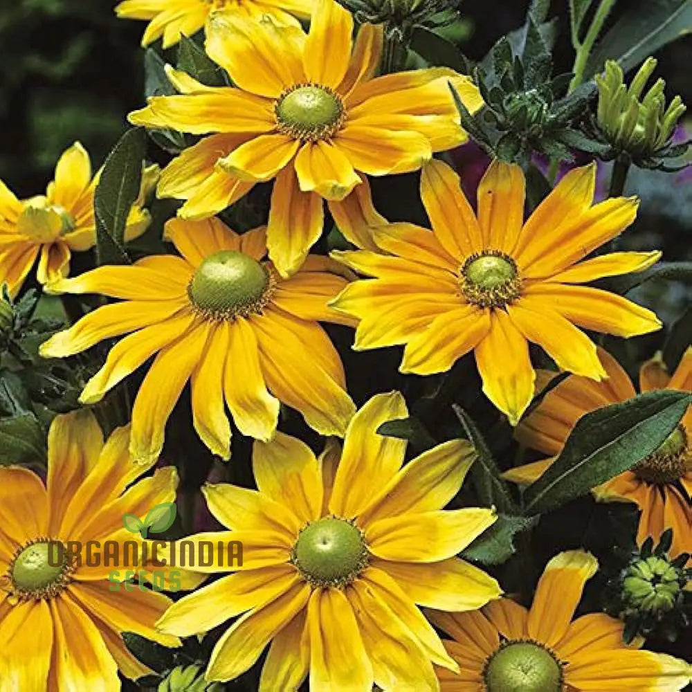 Rudbeckia Prairie Sunflower Seeds for Planting- Grow Bright and Cheerful Prairie Sun Rudbeckia Flowers in Your Garden organicindiaseeds