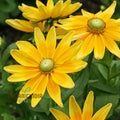 Rudbeckia Prairie Sunflower Seeds for Planting- Grow Bright and Cheerful Prairie Sun Rudbeckia Flowers in Your Garden organicindiaseeds