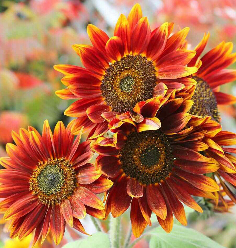 Bronze Sunflower Seeds – Warm, Coppery Blooms for Gardens & Landscapes organicindiaseeds