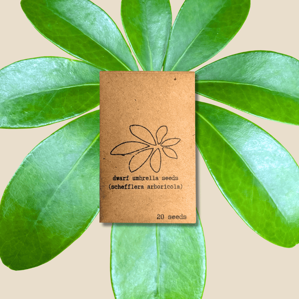 Schefflera Arboricola 'Dwarf Umbrella Plant' Seeds Plantflix