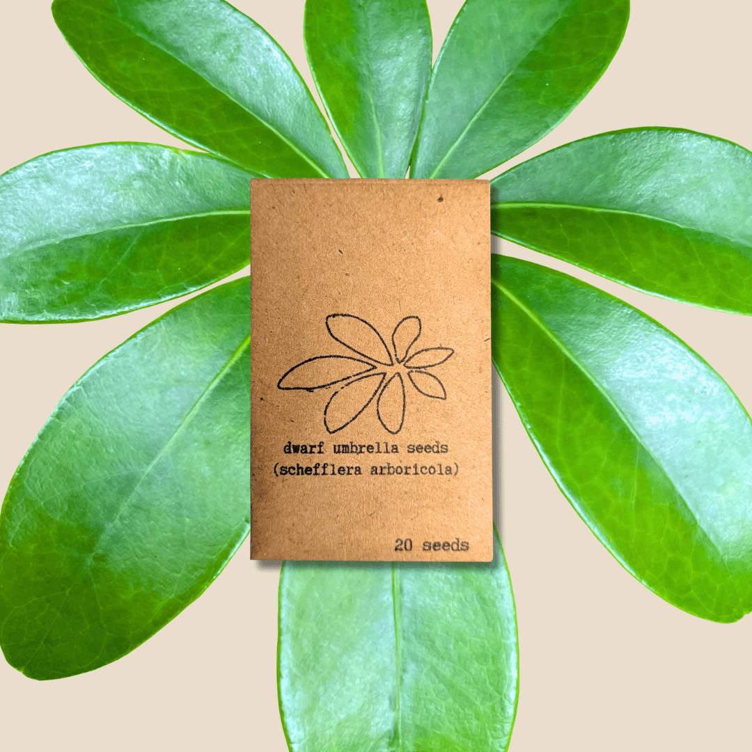Schefflera Arboricola 'Dwarf Umbrella Plant' Seeds Plantflix
