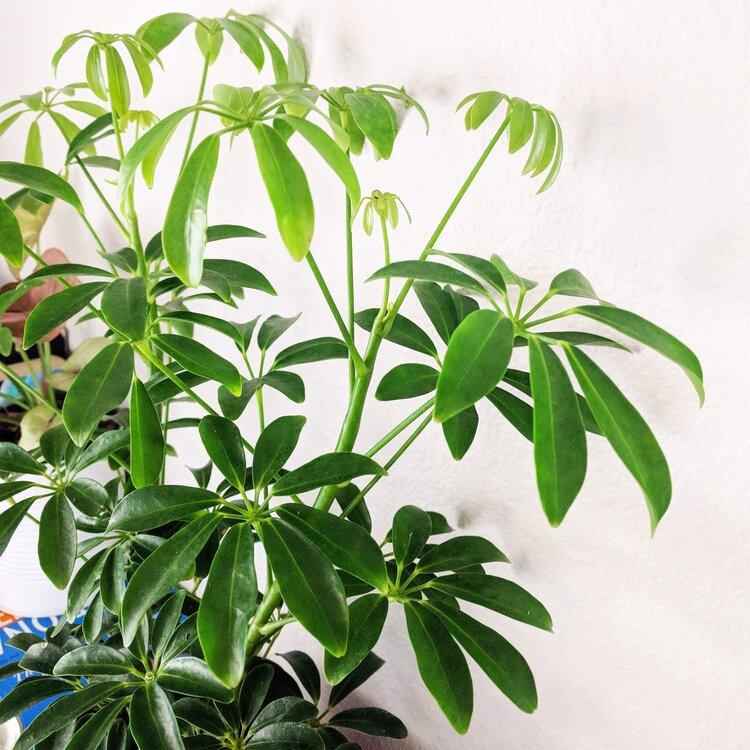 Schefflera Arboricola 'Dwarf Umbrella Plant' Seeds Plantflix