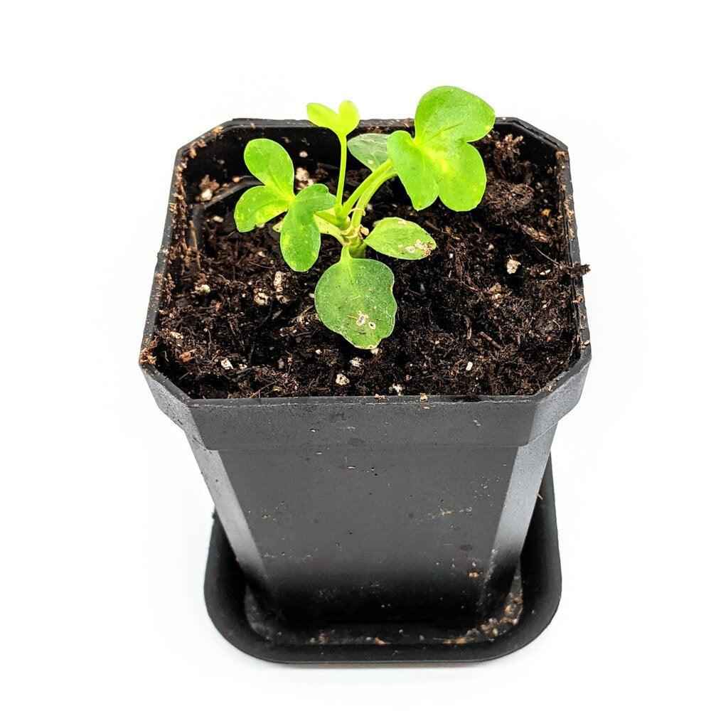 Schefflera Arboricola 'Dwarf Umbrella Plant' Seeds Plantflix