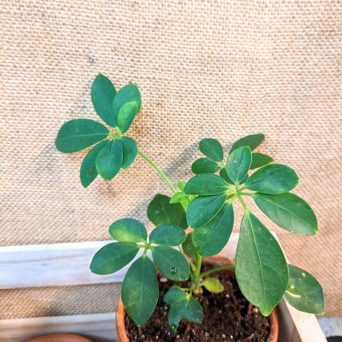 Schefflera Arboricola 'Dwarf Umbrella Plant' Seeds Plantflix