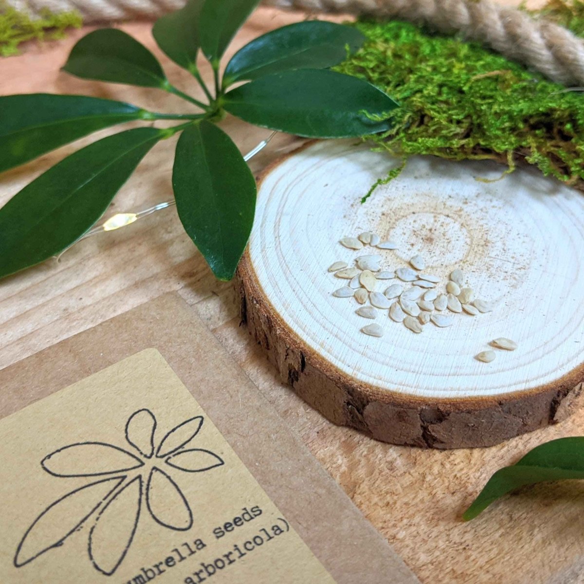 Schefflera Arboricola 'Dwarf Umbrella Plant' Seeds Plantflix