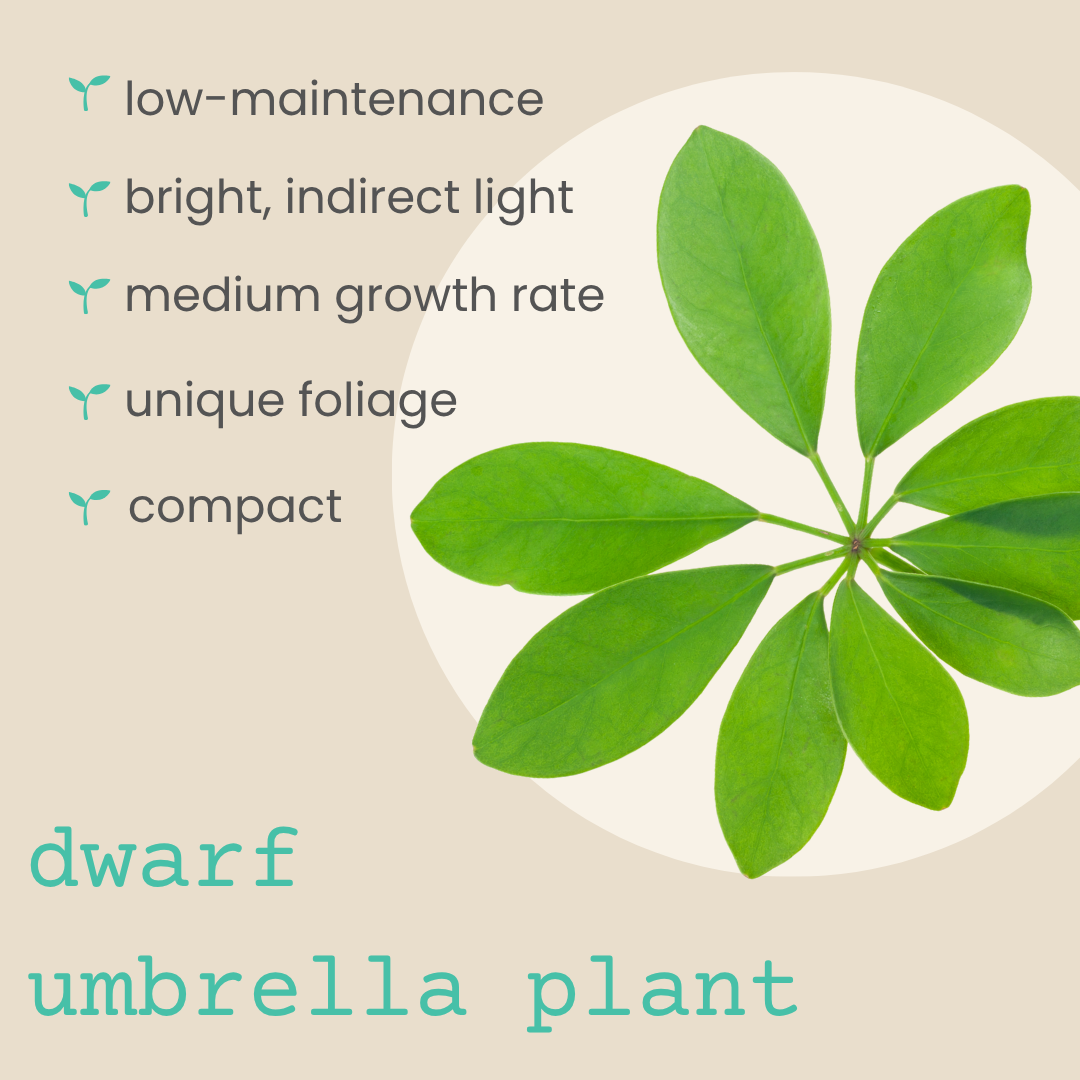 Schefflera Arboricola 'Dwarf Umbrella Plant' Seeds Plantflix
