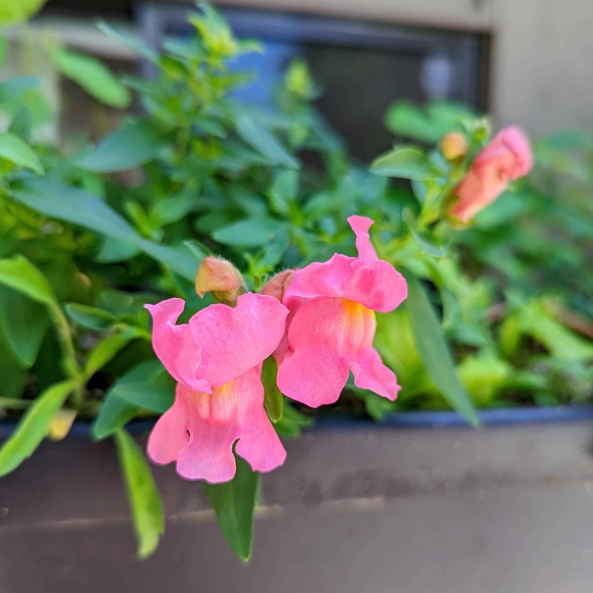 Snapdragon Mix Seeds Plantflix