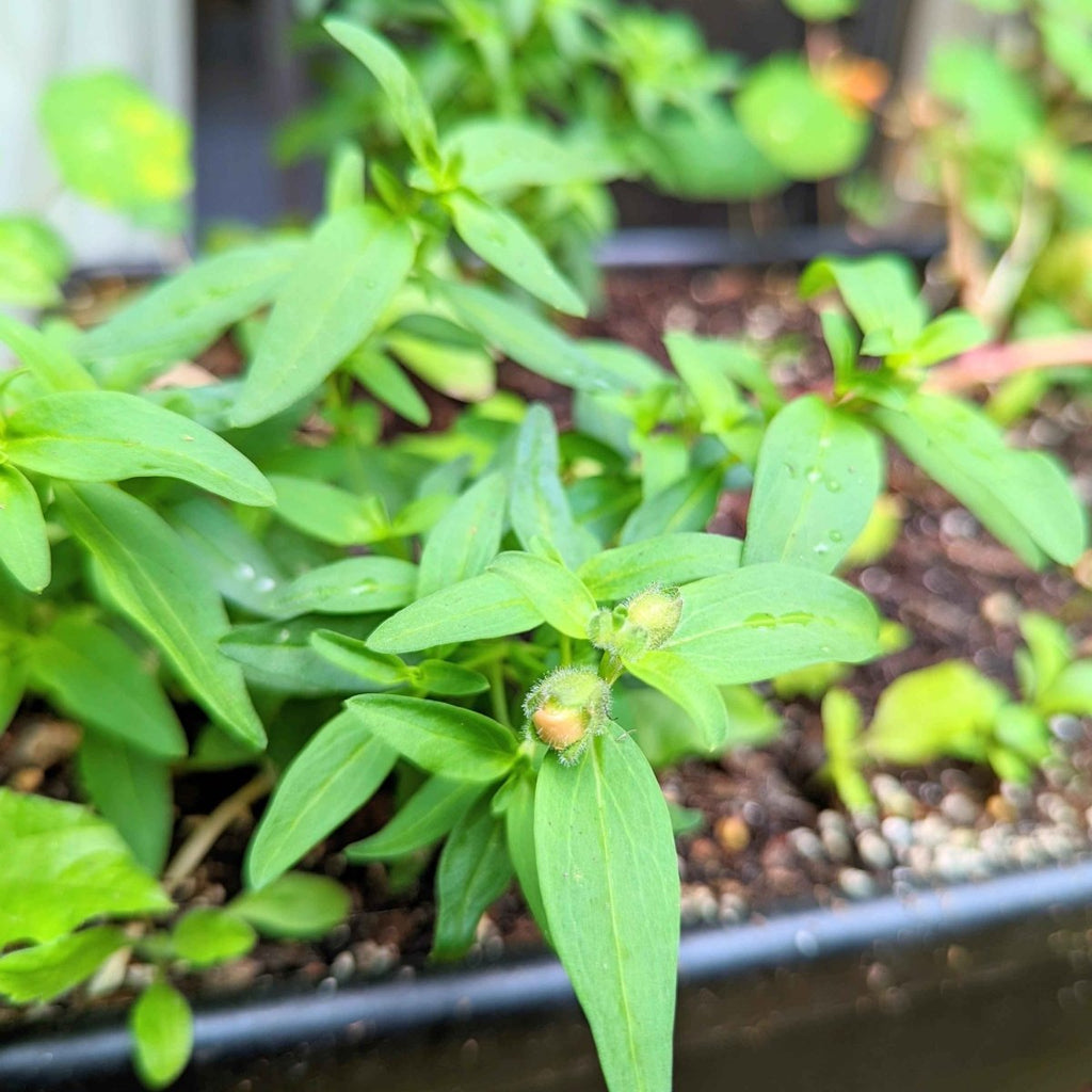 Snapdragon Mix Seeds Plantflix
