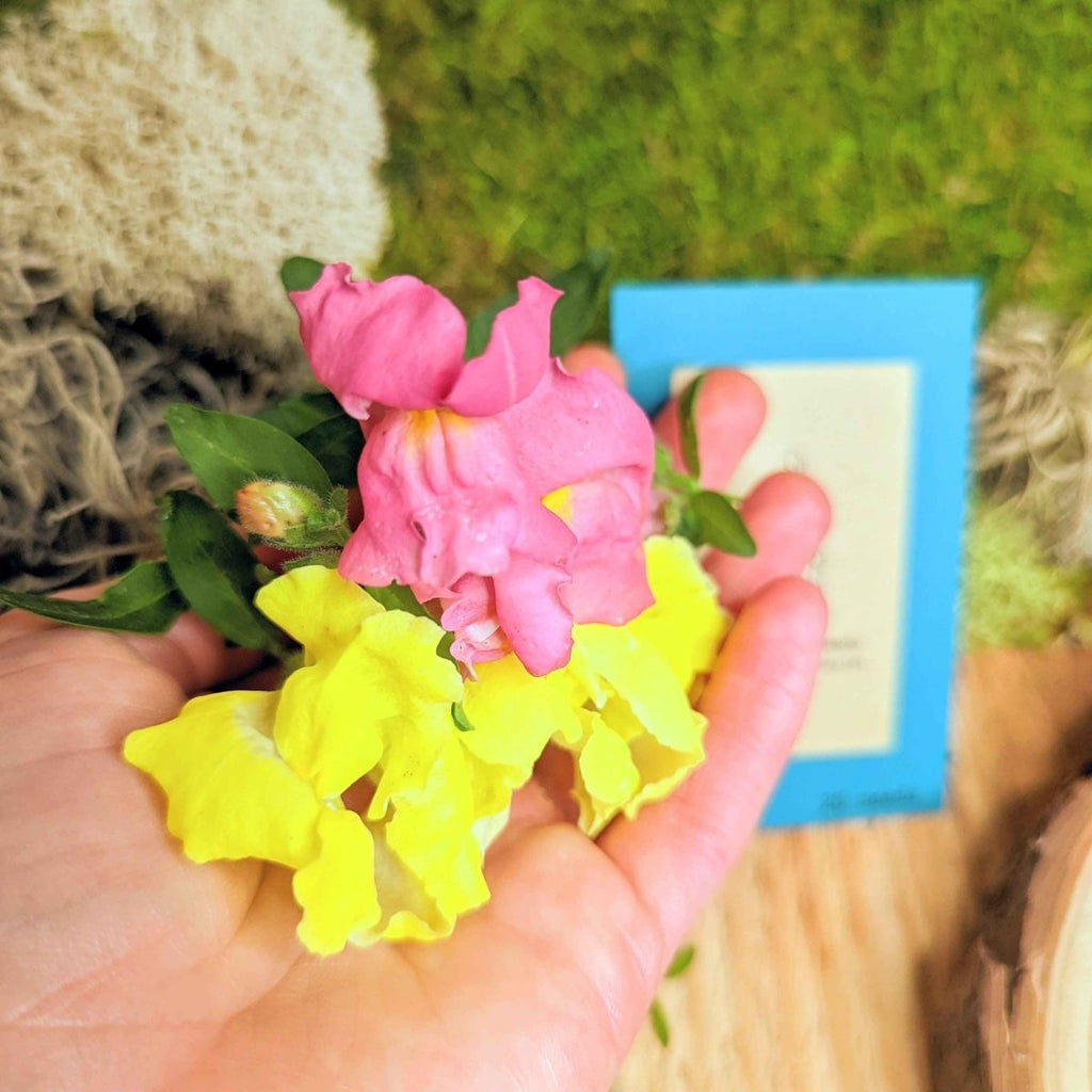 Snapdragon Mix Seeds Plantflix