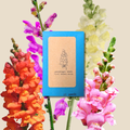 Snapdragon Mix Seeds Plantflix