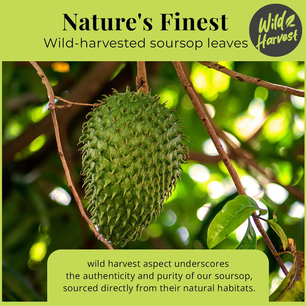 200+ Whole Dried Soursop Leaves – 2.6 oz , 100% Natural Soursop Tea (Graviola Leaves), Caffeine-Free Herbal Tea (Hoja Guanabana) Akshit