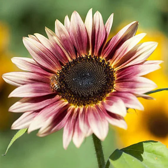 Sunflower Seeds (Strawberry Blonde Sunflower Seeds) - Unique Rose-Tinted Blooms for Gardens organicindiaseeds