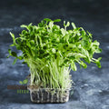 Sunflower Black Seeds (Sprout) - Premium Seeds for Planting and Growing organicindiaseeds