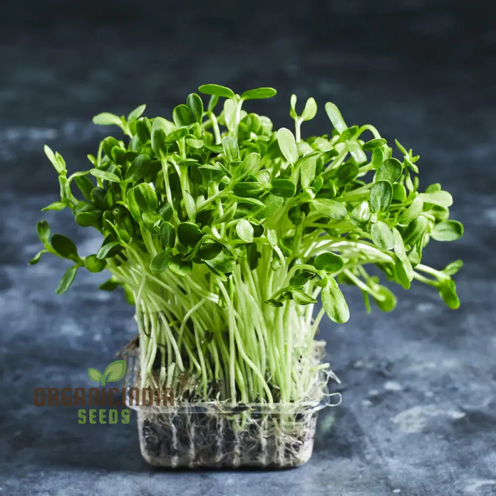 Sunflower Black Seeds (Sprout) - Premium Seeds for Planting and Growing organicindiaseeds