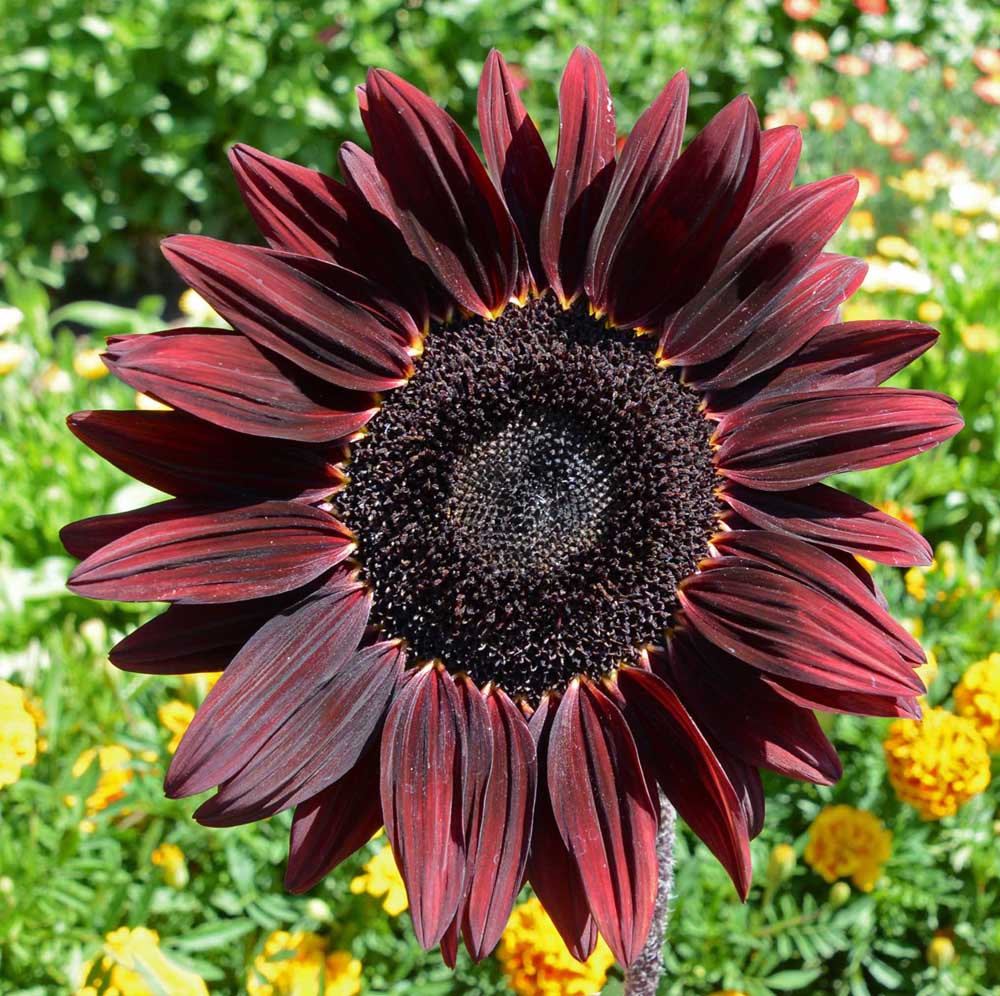 Burgundy with Black Center Sunflower Seeds – Bold, Dark Blooms for Gardens organicindiaseeds