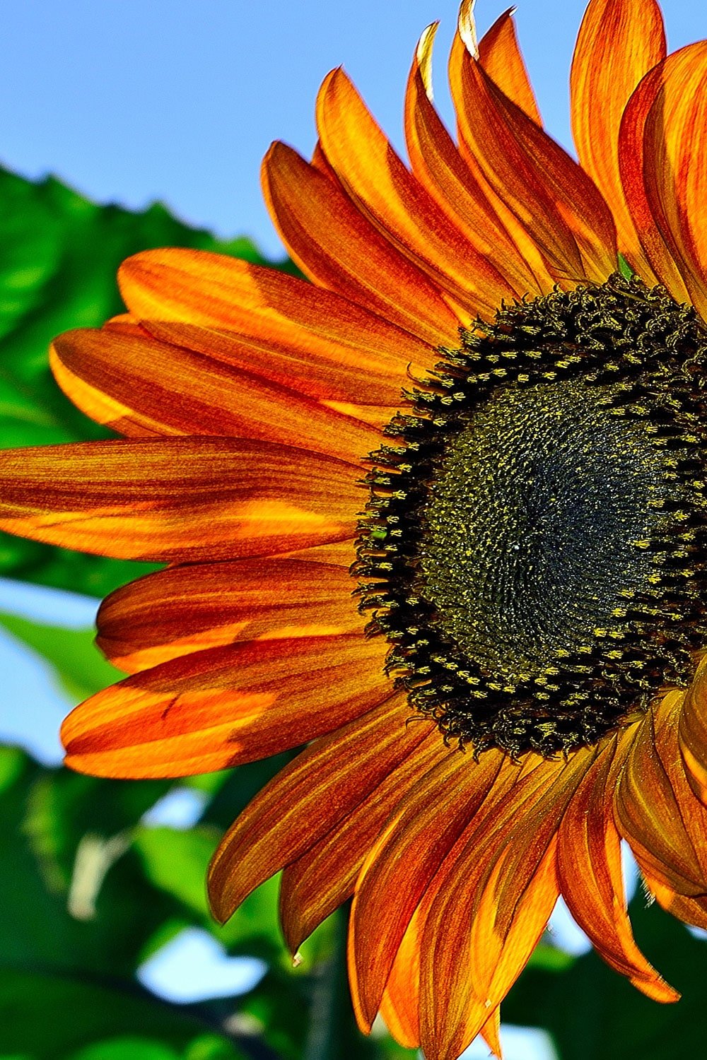 Orange with Mahogany Tips Sunflower Seeds – Fiery Bicolor Blooms for Gardens organicindiaseeds