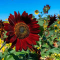 Dark Red Sunflower Seeds for Planting - Add Bold, Vibrant Blooms to Your Garden organicindiaseeds