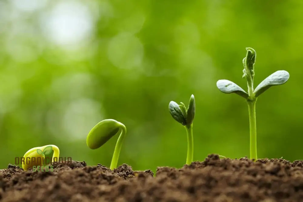 Sunflower Grey Seeds (Sprout) - Premium Seeds for Planting with Detailed Planting Instructions organicindiaseeds