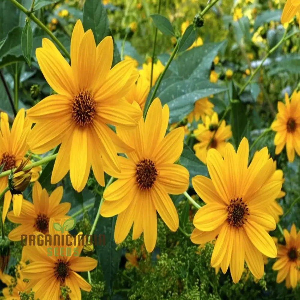 Miniature Sunflower - Desi Flower Seeds for Your Planting and Gardening Pleasure organicindiaseeds
