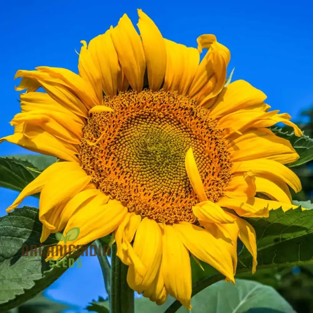 Sunflower Mongolian Giant Seeds - Grow Enormous and Majestic Mongolian Giant Sunflowers in Your Garden organicindiaseeds